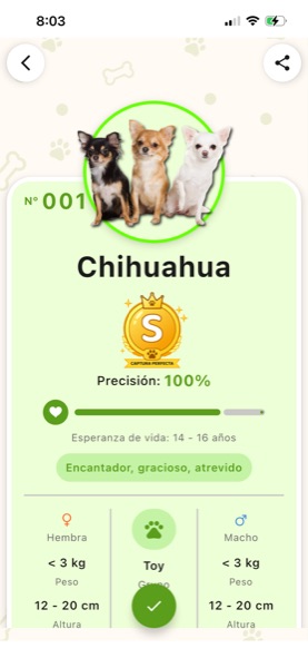 Detailed profile for the Chihuahua breed in Todogs